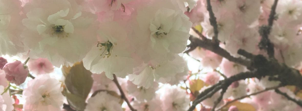 Blossom and Soar Tutoring to help your child flourish